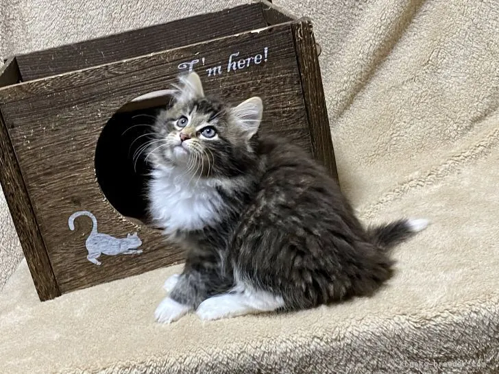 ID:2111-02406の子猫