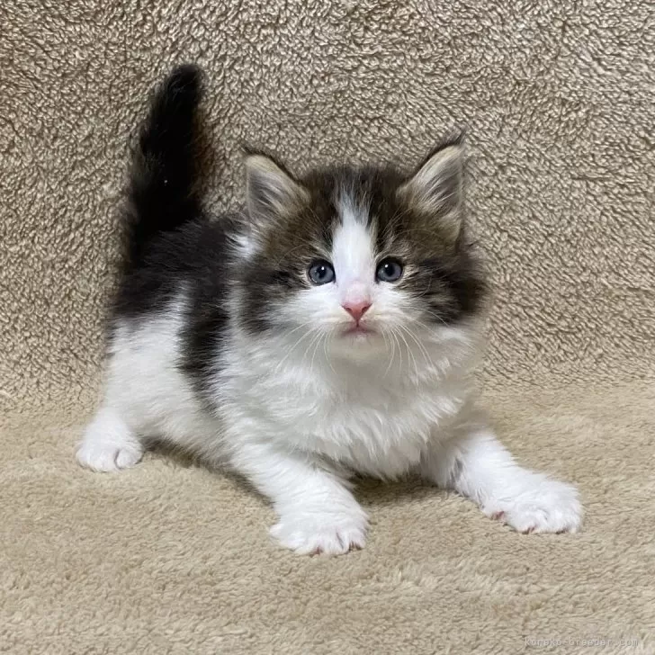 ID:2405-02673の子猫