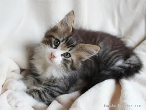 ID:1609-00817の子猫