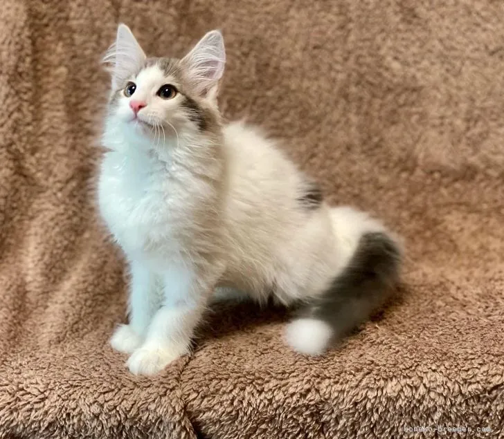 ID：2107-00304の子猫