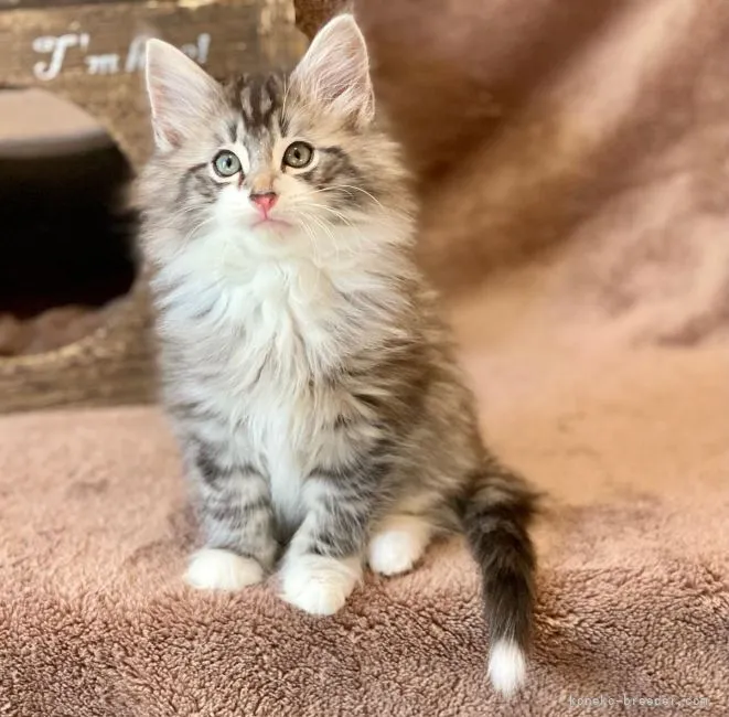 ID:2112-01612の子猫