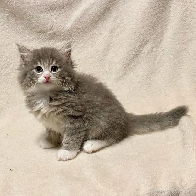 ID：2109-01098の子猫