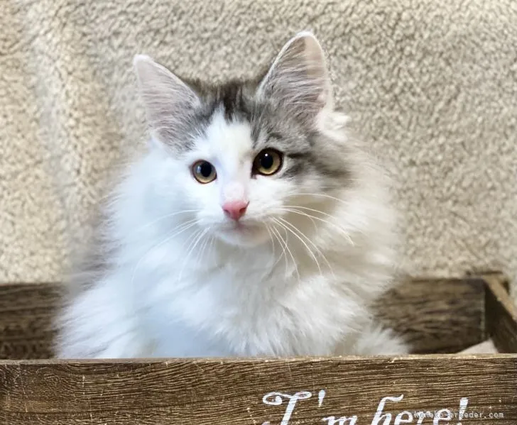 ID:2112-01610の子猫
