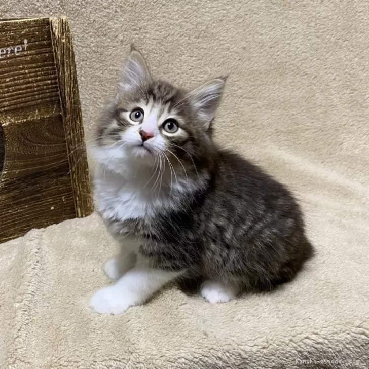 ID:2402-01175の子猫