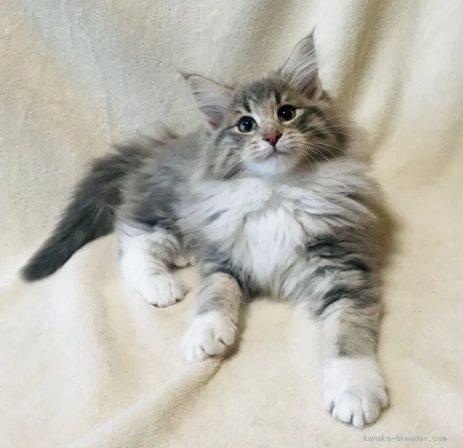 ID:2102-01331の子猫