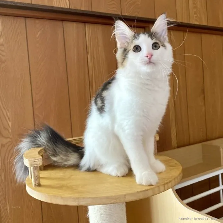 ID:2306-03054の子猫