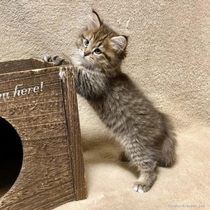 ID：2209-00880の子猫