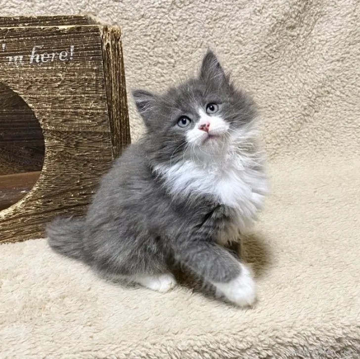 ID:2306-00465の子猫