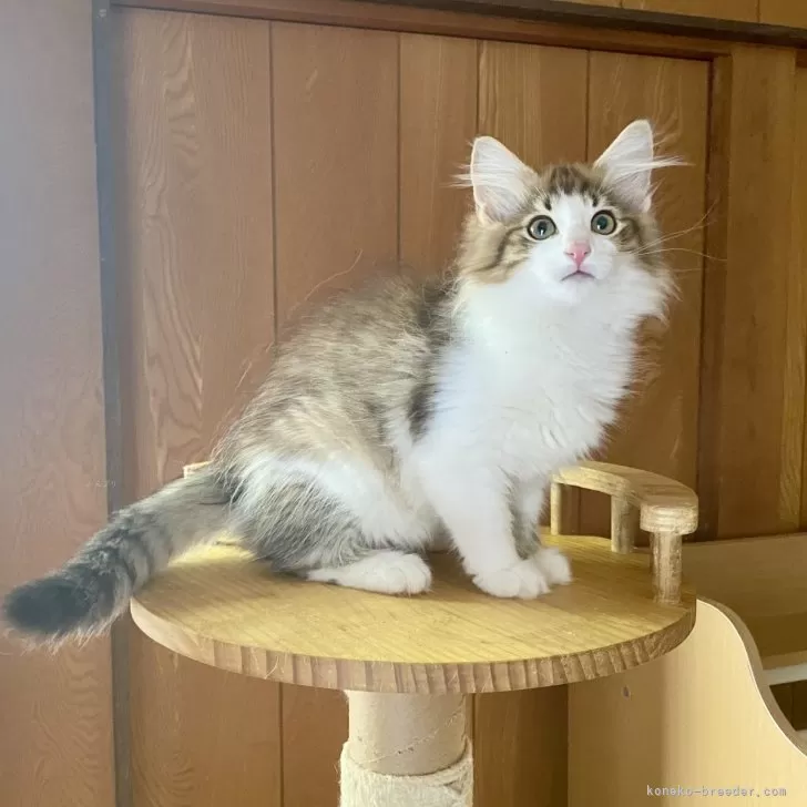 ID：2409-01394の子猫