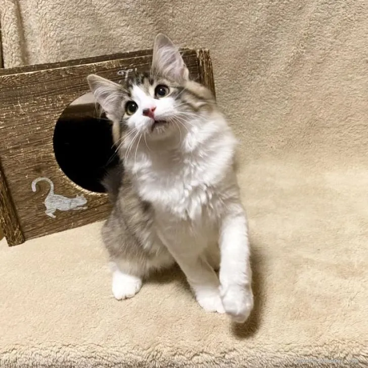 ID:2209-02539の子猫