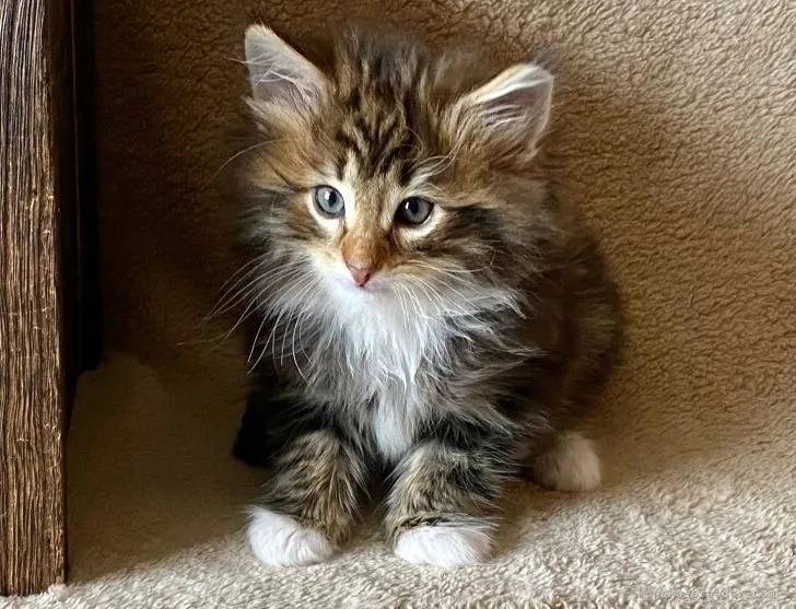 ID:2203-00264の子猫