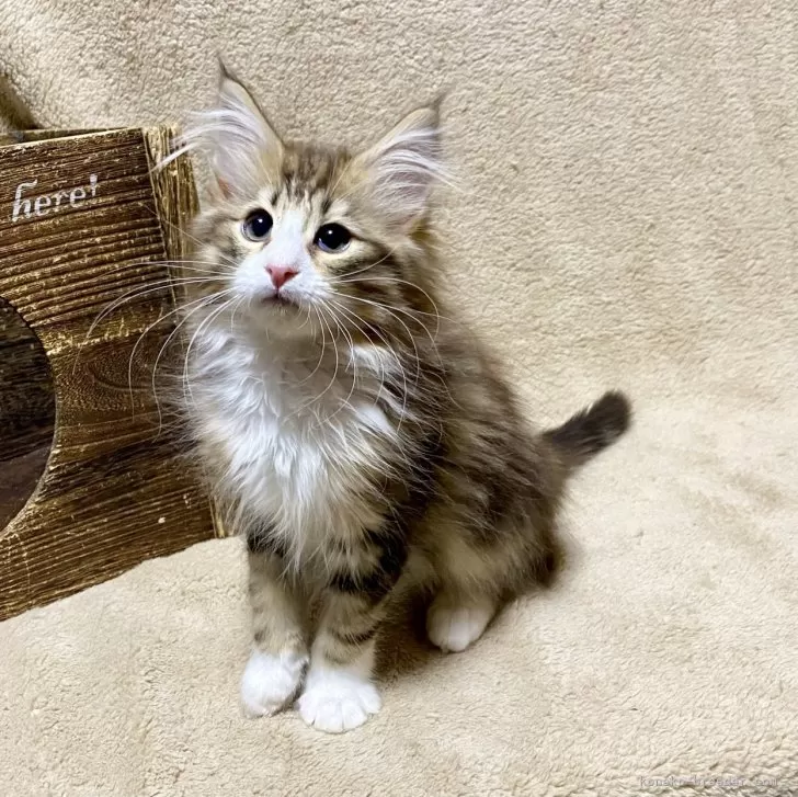 ID：2403-01352の子猫