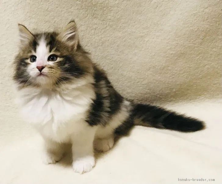 ID:2012-01844の子猫