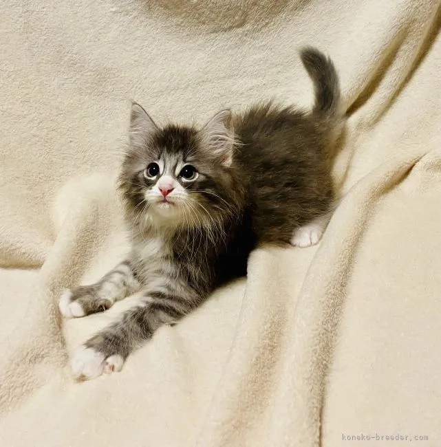 ID：2108-01323の子猫