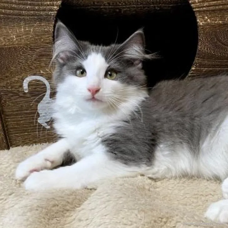 ID：2211-02617の子猫