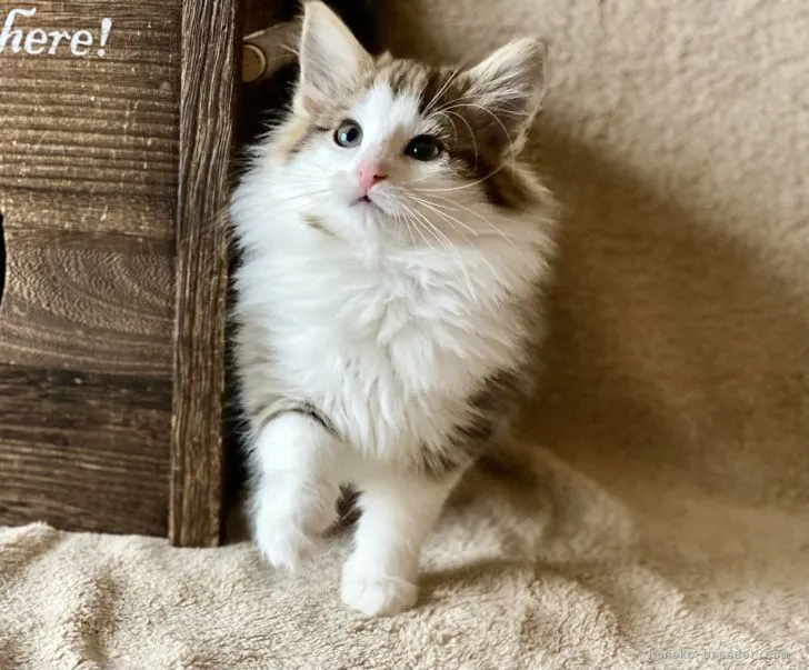 ID：2202-01593の子猫