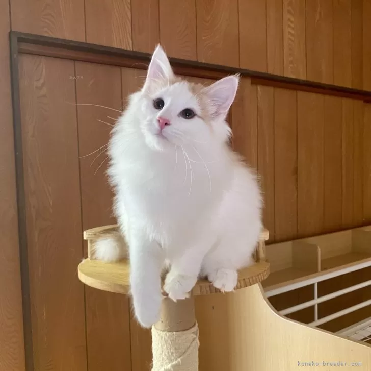 ID:2407-00623の子猫