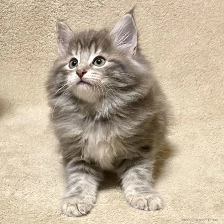 ID：2211-02404の子猫