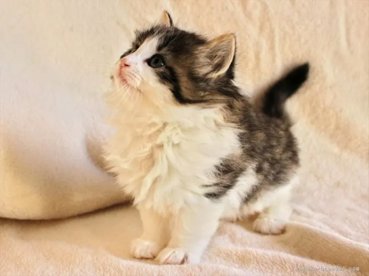 ID:1704-00113の子猫