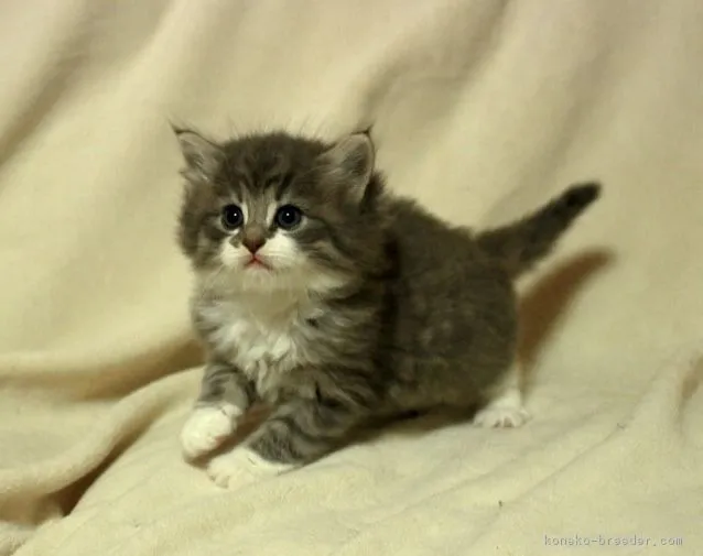 ID:1812-00007の子猫