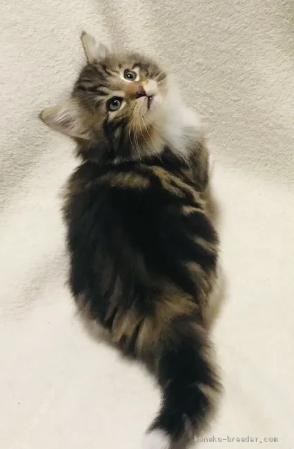 ID:2012-01332の子猫