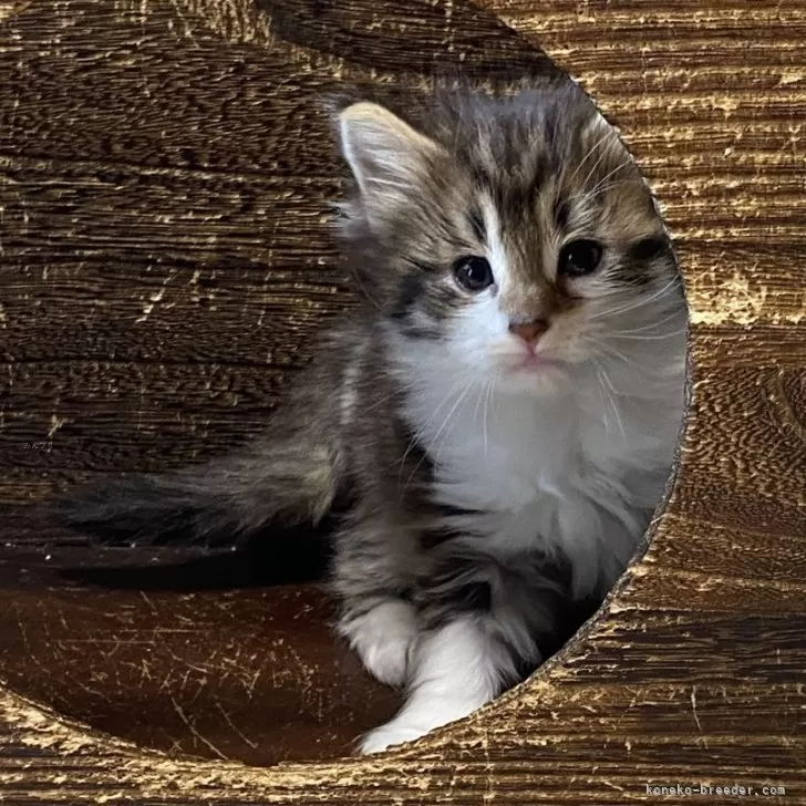 ID：2405-02676の子猫