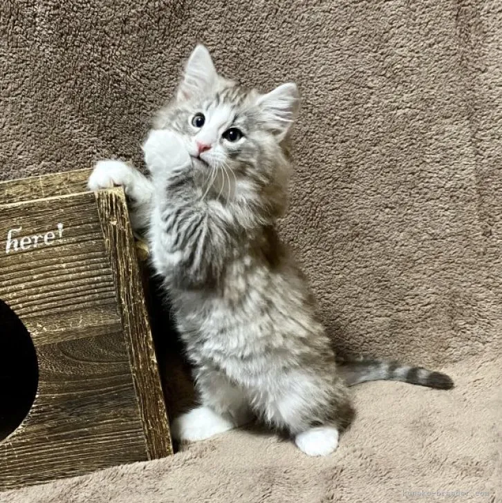 ID:2303-01654の子猫