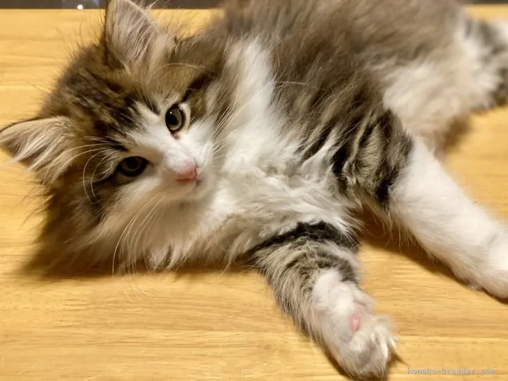 ID:2203-00379の子猫