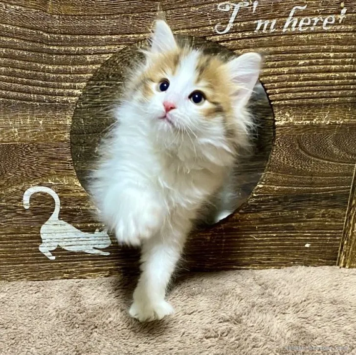 ID：2312-00279の子猫