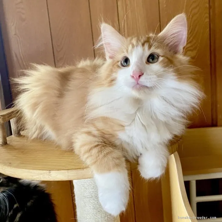 ID:2306-00899の子猫
