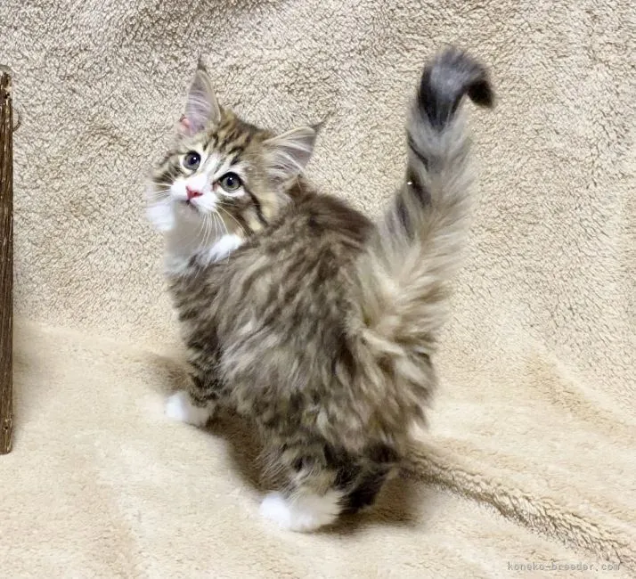 ID:2202-01552の子猫