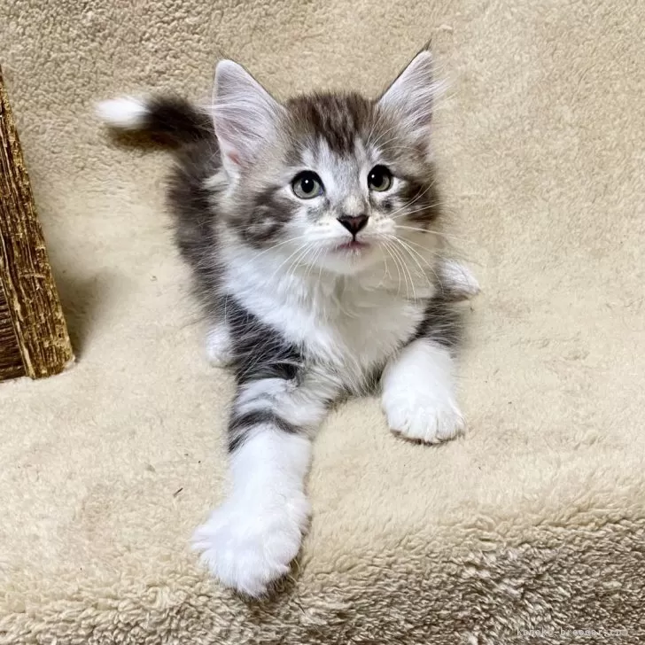 ID:2411-00520の子猫