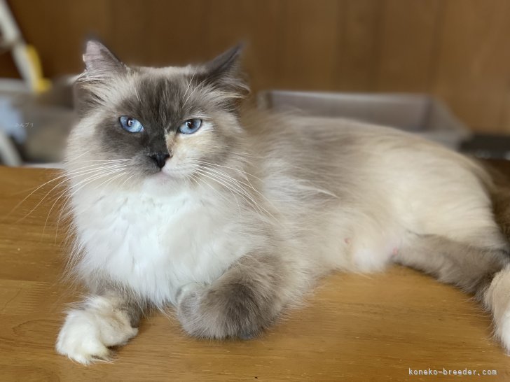 サイベリアン【・女の子・2023年2月25日・シールシルバートーティーポイント/ホワイト】