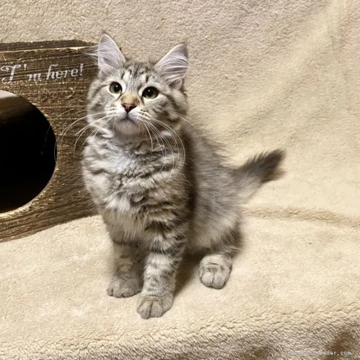 ID:2209-00884の子猫