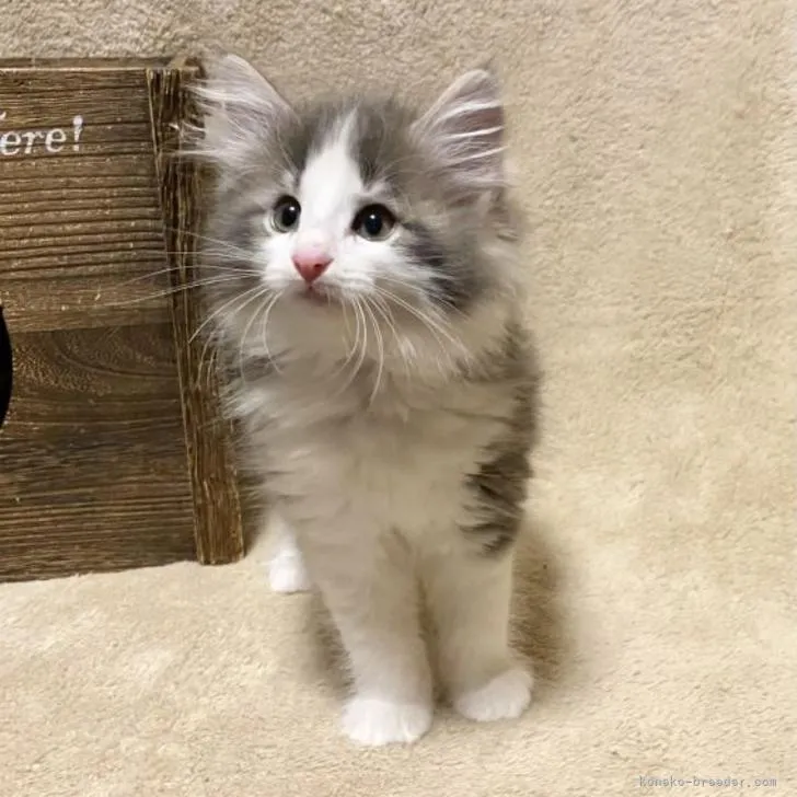 ID:2206-01465の子猫