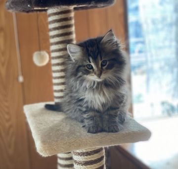 ノルウェージャンフォレストキャット【愛知県・女の子・2021年9月25日・ブラウンマッカレルタビー&ホワイト】の写真「毛吹きモフモフの可愛い女の子♫」