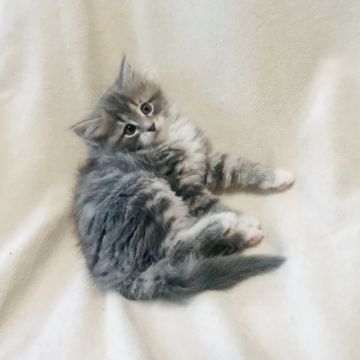 ノルウェージャンフォレストキャット【愛知県・女の子・2021年3月25日・ブルークラシックタビー&ホワイト】の写真「小柄だけどお転婆な女の子♡」