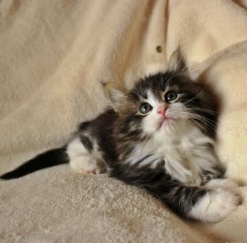 ノルウェージャンフォレストキャット【愛知県・女の子・2018年2月24日・ブラッククラシックタビー&ホワイト】の写真「性格、毛吹き良好、ソックス履き♩」