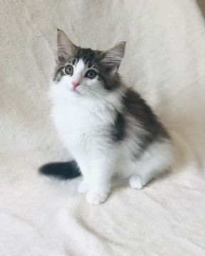 ノルウェージャンフォレストキャット【愛知県・女の子・2020年7月5日・ブラウンクラシックタビー&ホワイト】の写真「ちょっと控えめな大人しい女の子です♪」
