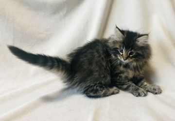 ノルウェージャンフォレストキャット【愛知県・男の子・2020年12月8日・ブラックマッカレルタビー】の写真「テディベアのような可愛いらしさの男の子です♪」