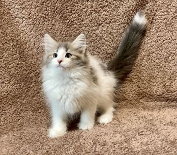 ノルウェージャンフォレストキャット【愛知県・女の子・2021年4月19日・ブルークラシックタビー&ホワイト】の写真「毛吹きの良い大人しめな女の子♫」