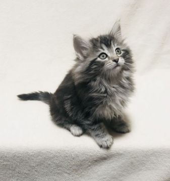 ノルウェージャンフォレストキャット【愛知県・女の子・2020年10月21日・ブラックシルバークラシックタビー&ホワイト】の写真「肉球が真っ黒で可愛い女の子♡」