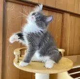 ノルウェージャンフォレストキャット【愛知県・男の子・2023年5月24日・ブルースモーク&ホワイト】の写真1