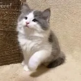 ノルウェージャンフォレストキャット【愛知県・男の子・2022年8月14日・ブルースモーク&ホワイト】の写真1