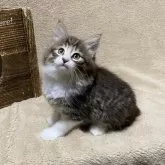 ノルウェージャンフォレストキャット【愛知県・男の子・2023年12月18日・ブラウンマッカレルタビー&ホワイト】の写真1