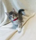 ノルウェージャンフォレストキャット【愛知県・女の子・2020年7月1日・ブルーマッカレルタビー&ホワイト】の写真1