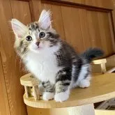 ノルウェージャンフォレストキャット【愛知県・女の子・2023年7月22日・ブラウンクラシックタビー&ホワイト】の写真1