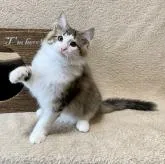 ノルウェージャンフォレストキャット【愛知県・男の子・2022年8月9日・ブラウンマッカレルタビー&ホワイト】の写真1