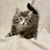 ノルウェージャンフォレストキャット【愛知県・女の子・2023年12月18日・ブラウンマッカレルタビー&ホワイト】の写真1