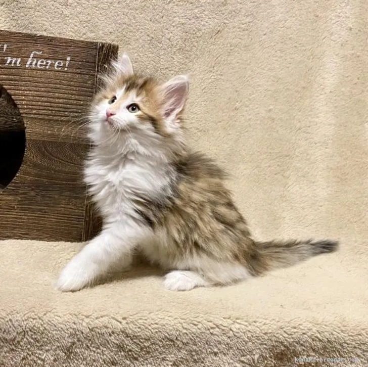 ID:2206-01469の子猫